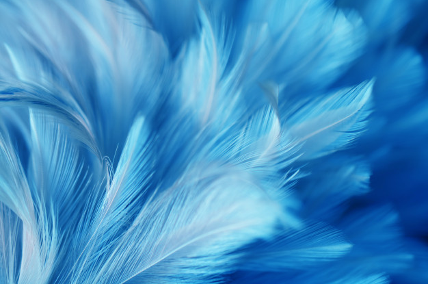 plume bleue1